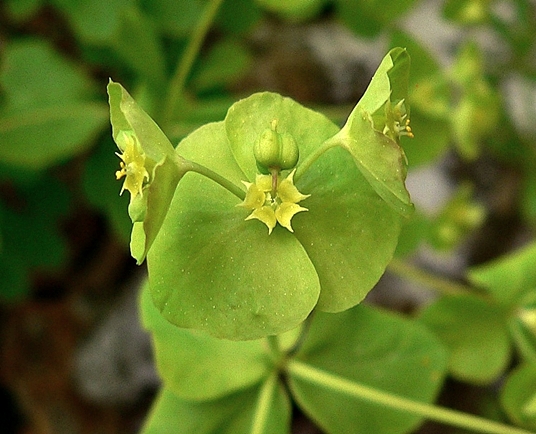 {Euphorbia commutata}